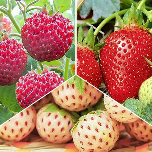 Super oferta! Zestaw Truskawkowa delikatność, 3 odmiany interface.image 1 interface.art 4940