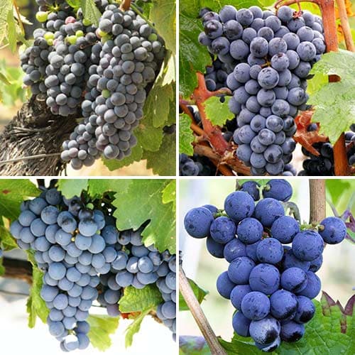 Super oferta! Zestaw Winne Winorośla, 4 sadzonki interface.image 1 interface.art 4907