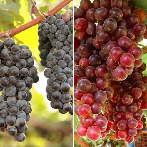 Zestaw winorośli Różowe wino, 2 sadzonki interface.image 1 interface.art 5577