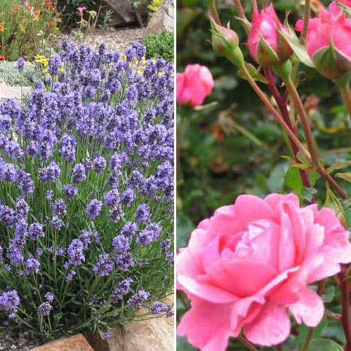 Super oferta! Zestaw Zapach Prowansji, róża i lawenda interface.image 1 interface.art 4652