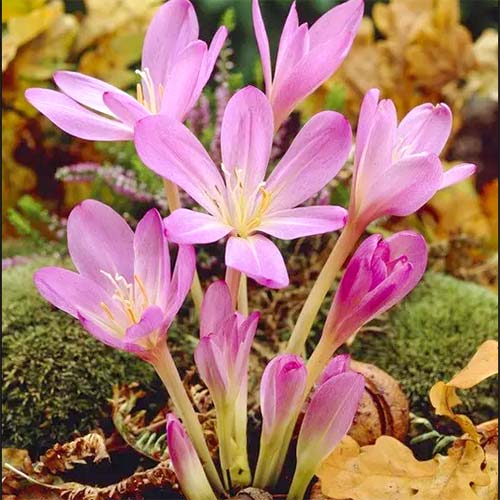 Zimowit Purpureum interface.image 1 interface.art 67612