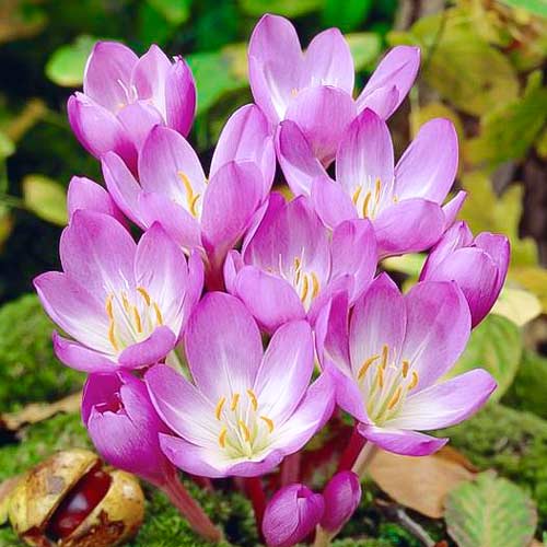 Zimowit Rosy Dawn interface.image 1 interface.art 67613