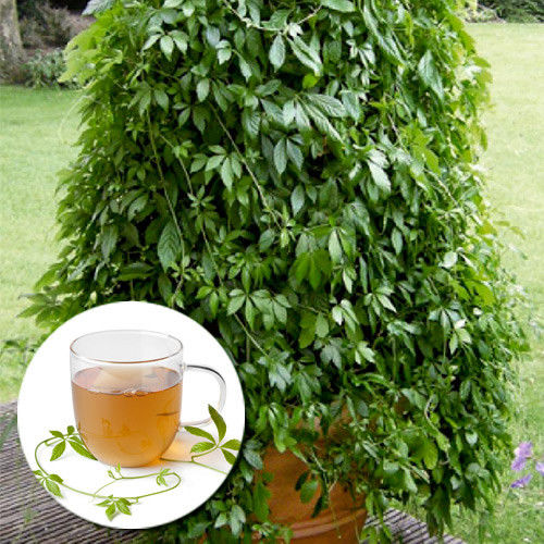 Zioła długowieczności Jiaogulan interface.art zdjęcie 1 Zioła długowieczności Jiaogulan interface.image 1 interface.art 9242