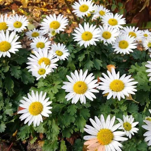 Złocień alpejski interface.image 1 interface.art 68777