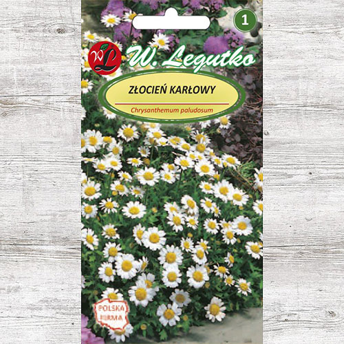 Złocień karłowy biały Legutko interface.image 1 interface.art 87101