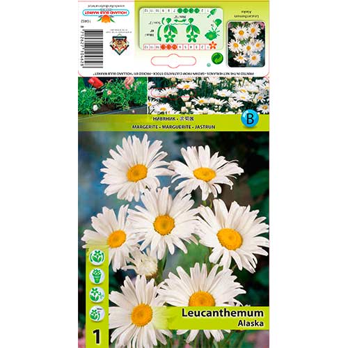 Złocień Alaska interface.image 1 interface.art 76612