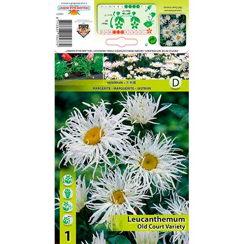 Złocień Old Court Variety interface.image 1 interface.art 76613