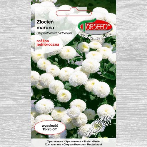 Złocień Maruna biały interface.image 1 interface.art 77563