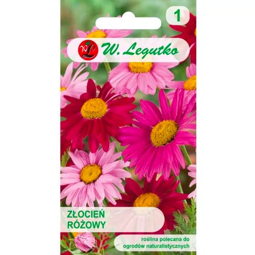 Złocień różowy, mix interface.image 1 interface.art 50125