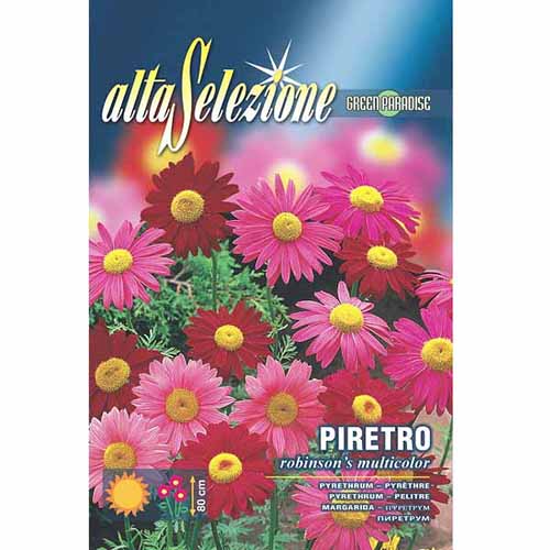 Złocień różowy Robinson's, mieszanka kolorów Morami interface.image 1 interface.art 96366