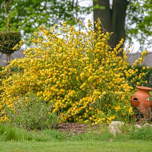 Złotlin japoński Aureovariegata interface.image 1 interface.art 4458