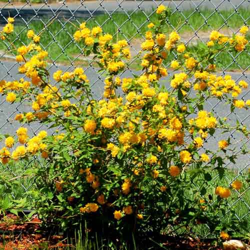 Złotlin japoński Aureovariegata interface.image 2 interface.art 9527