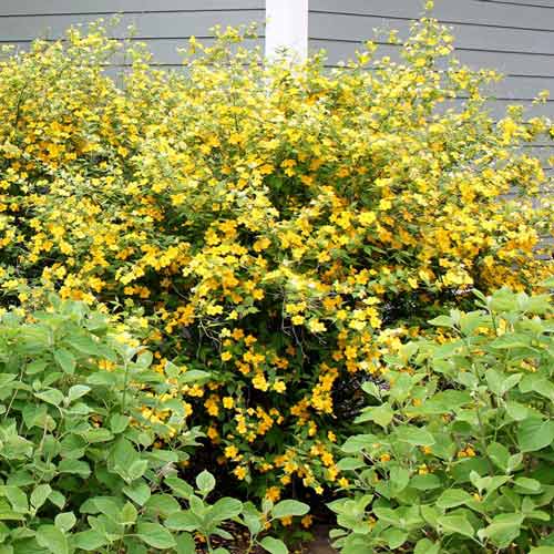 Złotlin japoński Golden Guinea interface.image 1 interface.art 9587