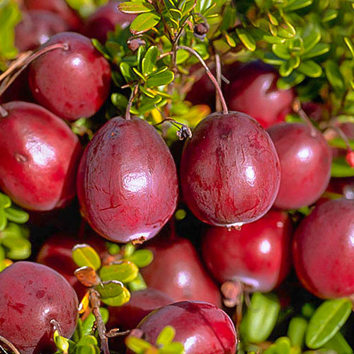 Żurawina wielkoowocowa Ben Lear, P9 interface.image 1 interface.art 9234