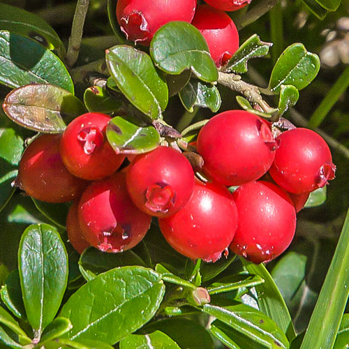 Żurawina wielkoowocowa Early Black, P9 interface.image 1 interface.art 9235