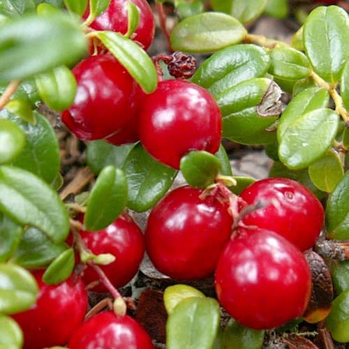 Żurawina wielkoowocowa Howes interface.image 1 interface.art 4699