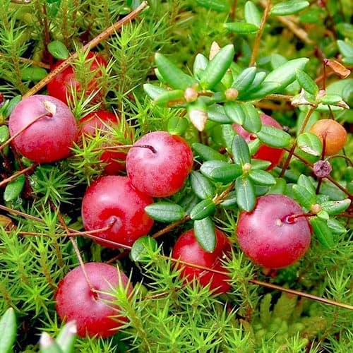 Żurawina wielkoowocowa Mcfarlin interface.art zdjęcie 1 Żurawina wielkoowocowa Mcfarlin interface.image 1 interface.art 4700