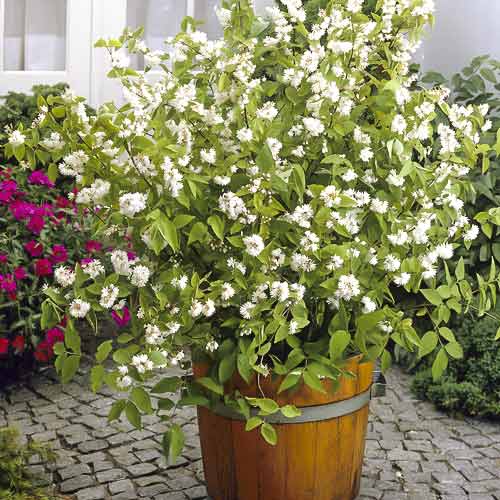 Żylistek mieszańcowy Pride of Rochester, С2 interface.image 1 interface.art 8215