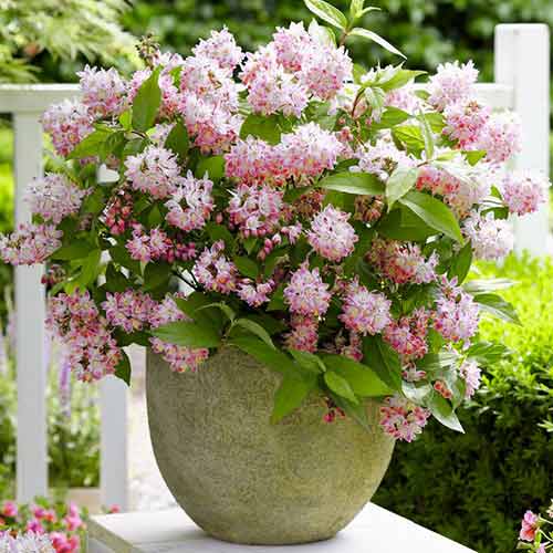 Żylistek mieszańcowy Tourbillon Rouge interface.image 1 interface.art 4040