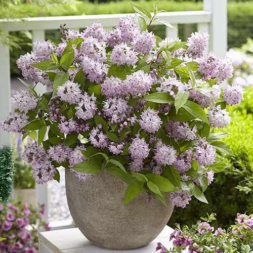 Żylistek Rosea Plena interface.image 1 interface.art 4428