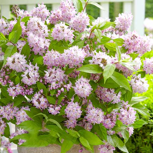 Żylistek szorstki Codsall Pink interface.image 1 interface.art 4430