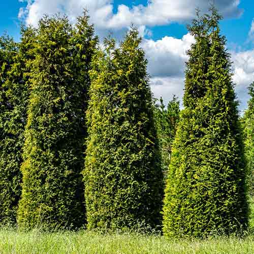 Żywotnik olbrzymi (Thuja) Gelderland interface.image 1 interface.art 4522