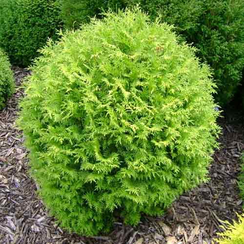 Żywotnik olbrzymi (Thuja) Little Boy interface.image 1 interface.art 4523