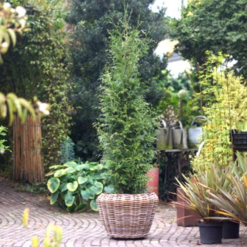 Żywotnik olbrzymi (Thuja) Sugar & Spice interface.image 1 interface.art 4524