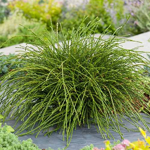 Żywotnik olbrzymi (Thuja) Whipcord interface.image 1 interface.art 4525