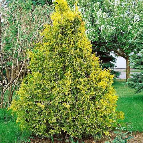 Żywotnik olbrzymi (Thuja) Zebrina interface.art zdjęcie 1 Żywotnik olbrzymi (Thuja) Zebrina interface.image 1 interface.art 4526