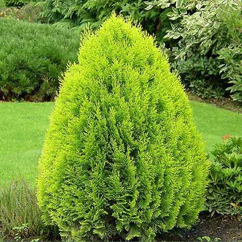 Żywotnik wschodni Pyramidalis Aurea interface.image 1 interface.art 9447