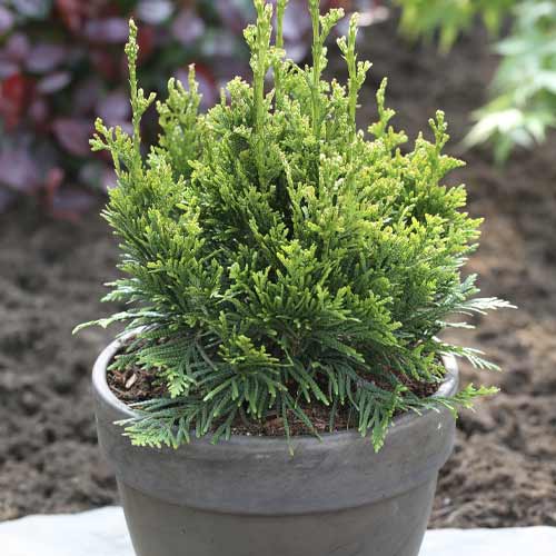 Żywotnik zachodni (Thuja) Can-Can, С3 interface.art zdjęcie 1 Żywotnik zachodni (Thuja) Can-Can, С3 interface.image 1 interface.art 7756