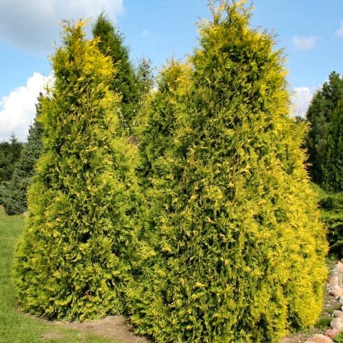 Żywotnik zachodni (Thuja) Europe Gold interface.image 1 interface.art 4679