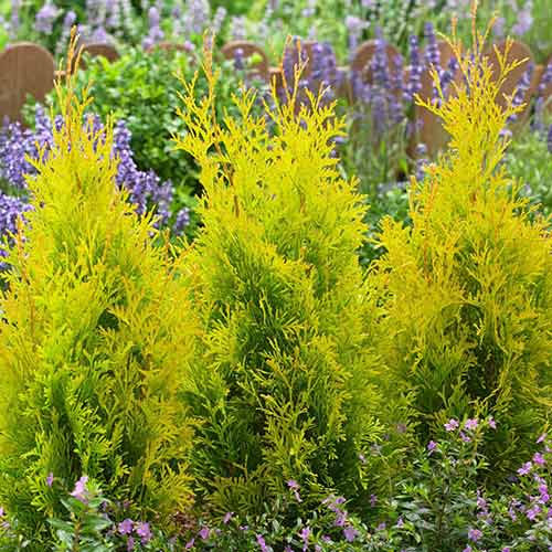 Żywotnik zachodni (Thuja) Golden Anne interface.image 1 interface.art 4516