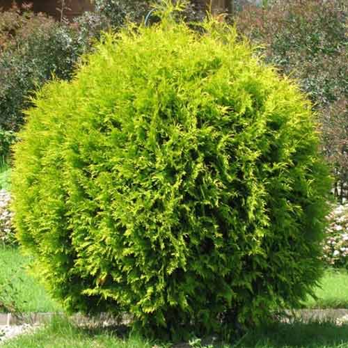 Żywotnik zachodni (Thuja) Golden Globe interface.image 1 interface.art 4517