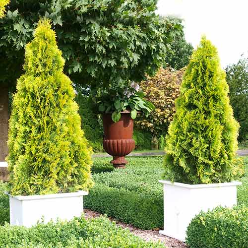 Żywotnik zachodni (Thuja) Golden Smaragd interface.image 1 interface.art 9450