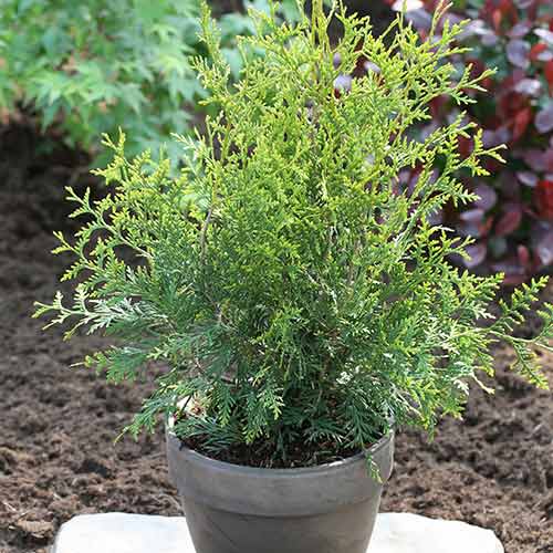 Żywotnik zachodni (Thuja) King of Brabant interface.image 1 interface.art 4518