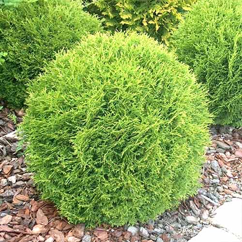 Żywotnik zachodni (Thuja) Little Champion interface.image 1 interface.art 4519