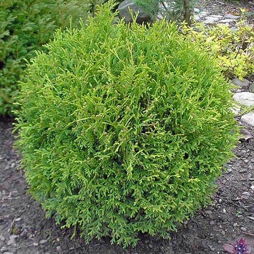 Żywotnik zachodni (Thuja) Little Gem interface.art zdjęcie 1 Żywotnik zachodni (Thuja) Little Gem interface.image 1 interface.art 4683