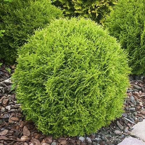 Żywotnik zachodni (Thuja) Little Giant, С3 interface.image 1 interface.art 7751