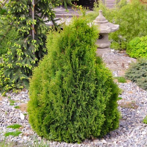 Żywotnik zachodni (Thuja) Miky interface.art zdjęcie 1 Żywotnik zachodni (Thuja) Miky interface.image 1 interface.art 4684