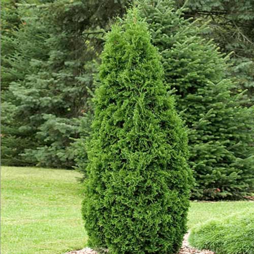 Żywotnik zachodni (Thuja) Pyramidalis Compacta interface.image 1 interface.art 9452