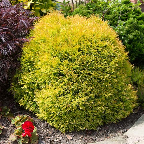 Żywotnik zachodni (Thuja) Rheingold interface.image 1 interface.art 9414