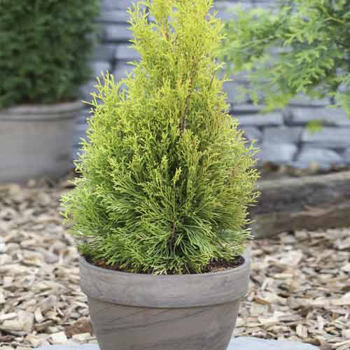 Żywotnik zachodni (Thuja) Smaragd, C2 interface.image 1 interface.art 7752