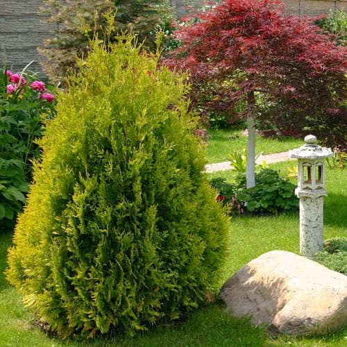 Żywotnik zachodni (Thuja) Sunkist interface.art zdjęcie 1 Żywotnik zachodni (Thuja) Sunkist interface.image 1 interface.art 5096