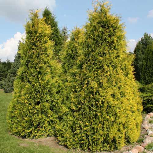 Żywotnik zachodni (Thuja) Sunkist interface.image 1 interface.art 9467