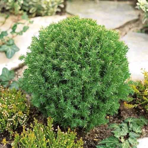 Żywotnik zachodni (Thuja) Teddy interface.art zdjęcie 1 Żywotnik zachodni (Thuja) Teddy interface.image 1 interface.art 4685