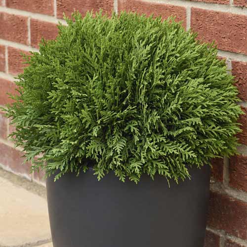 Żywotnik zachodni (Thuja) Tiny Tim, C2 interface.image 1 interface.art 7754