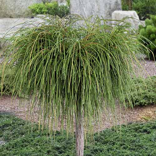 Żywotnik zachodni (Thuja) Whipcord, C4 interface.art zdjęcie 1 Żywotnik zachodni (Thuja) Whipcord, C4 interface.image 1 interface.art 8261