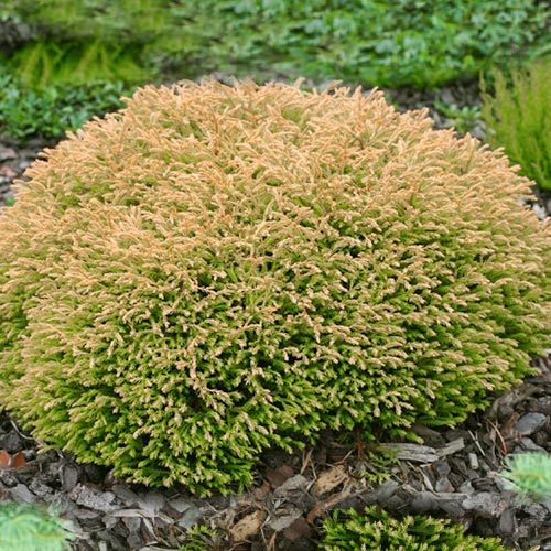 Żywotnik zachodni (Thuja) Golden Tuffet interface.image 1 interface.art 9465